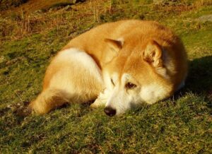 are shibas affectionate? 