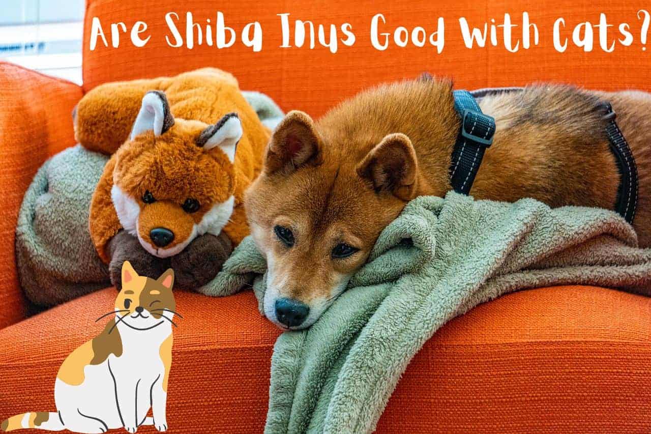 Shiba Inus relaxing with A Cat