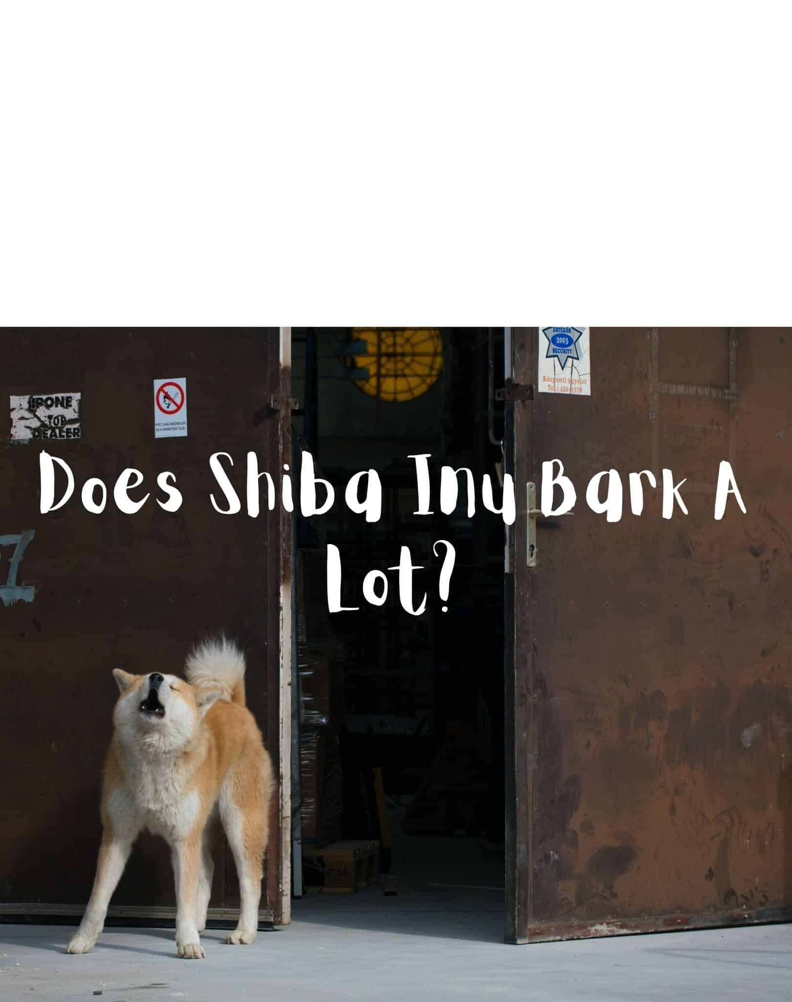 Shiba Inu Barking