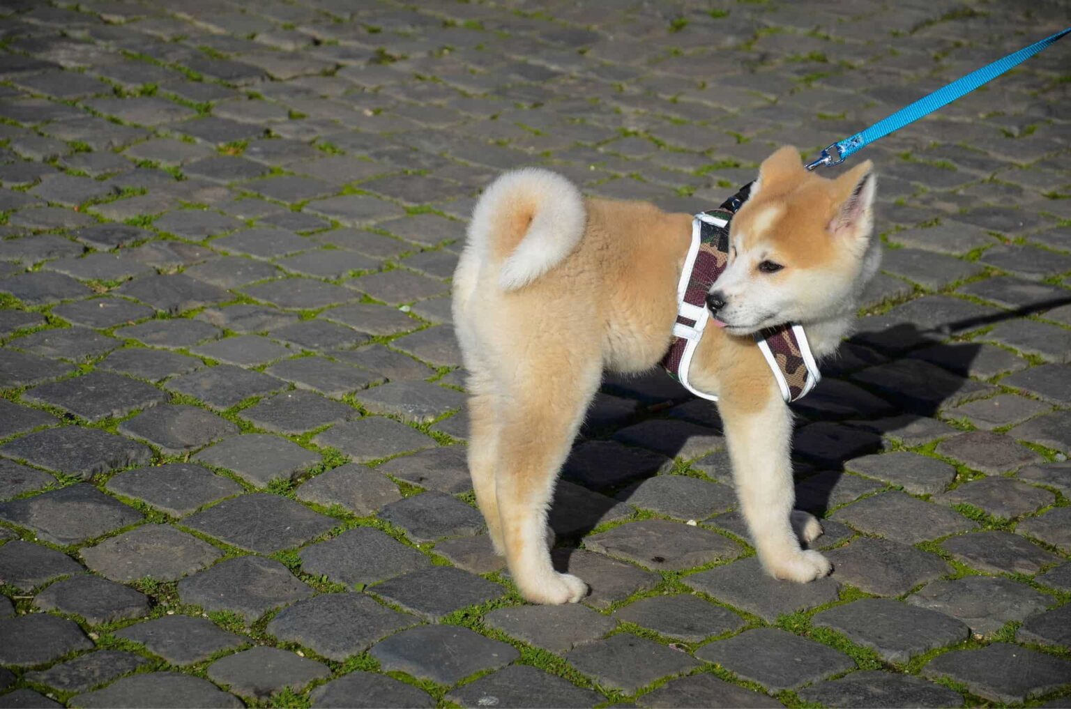 Why Do Shiba Inus Have Curly Tails? Let's Find Out!