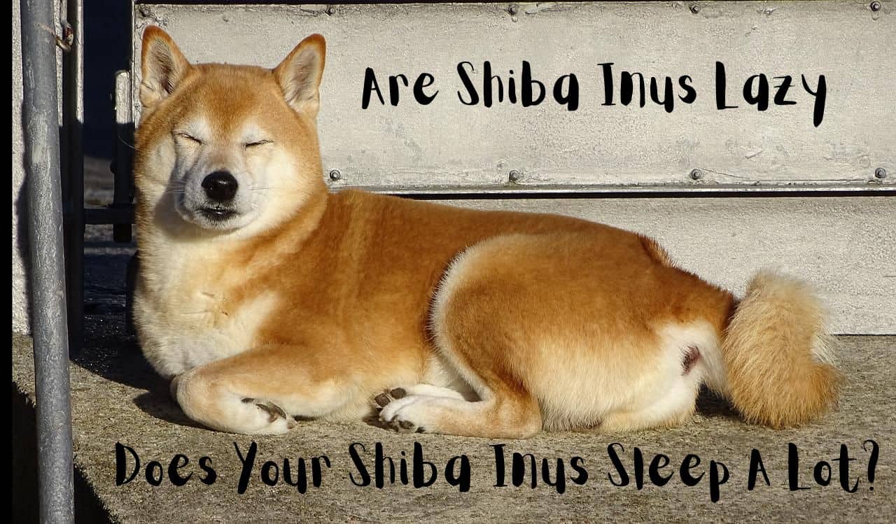 Are Shiba Inus Lazy