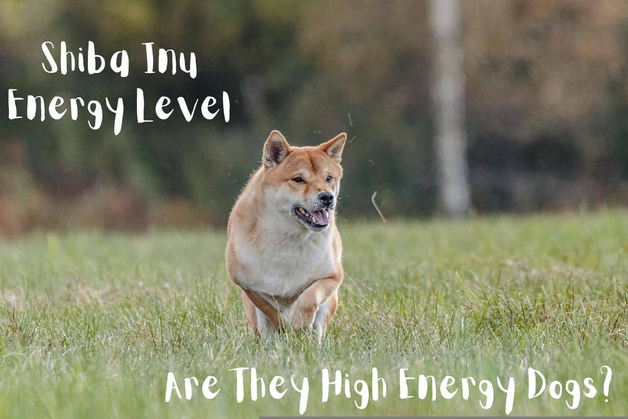 Shiba Inu Energy Level