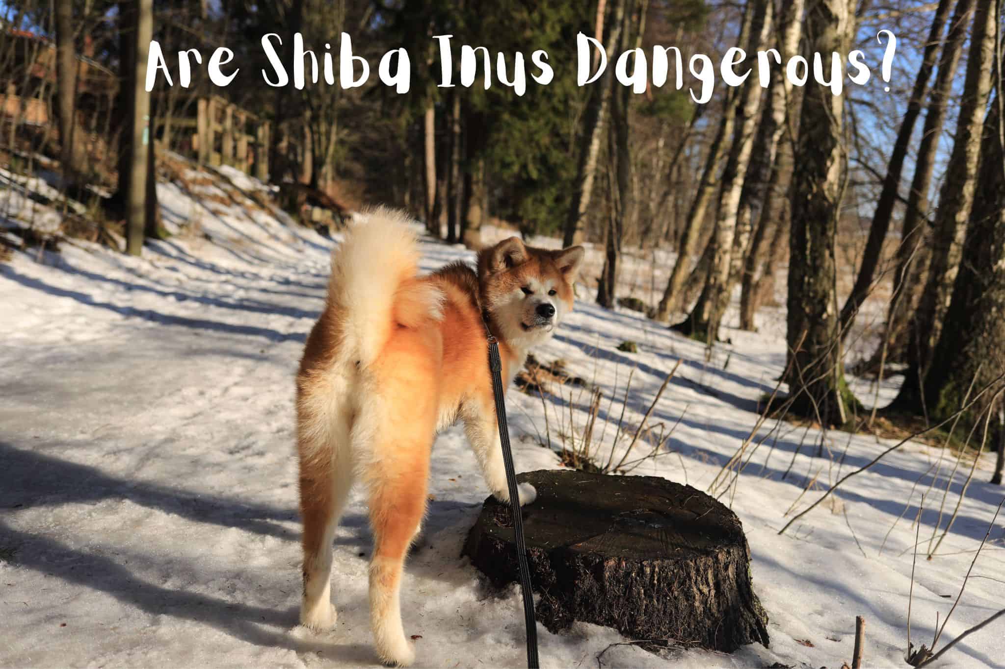 are shiba inus dangerous