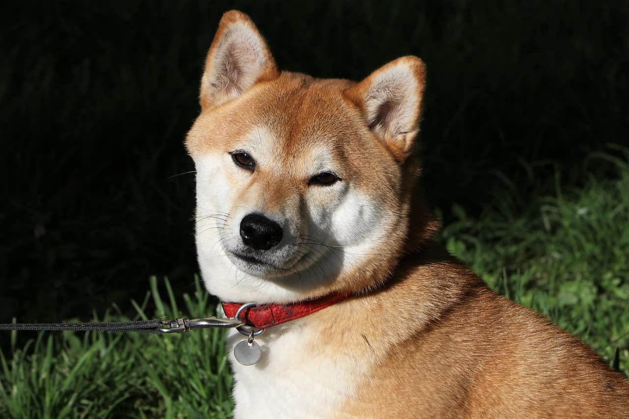 However, all Shiba Inus aren’t the same; they differ in the type of ...