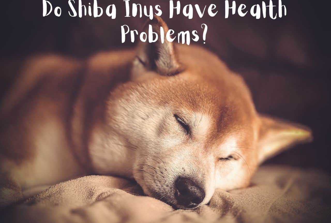 Do Shiba Inus Have Health Problems