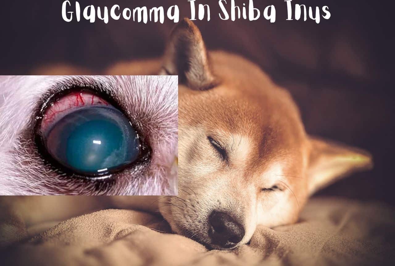 what is the best treatment for glaucoma in dogs