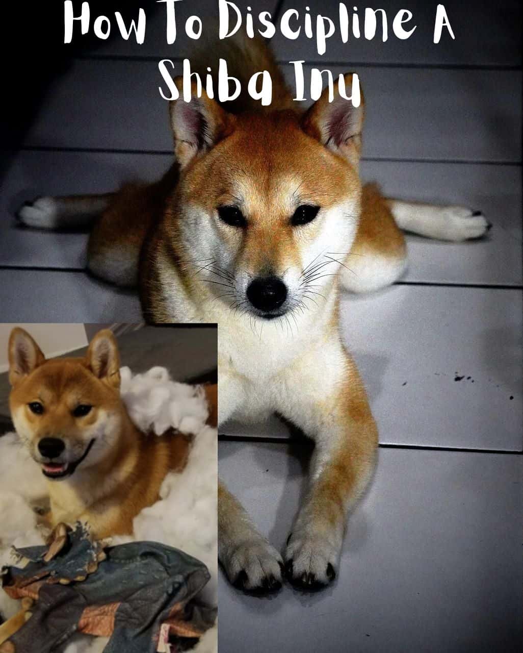 How To Discipline A Shiba Inu