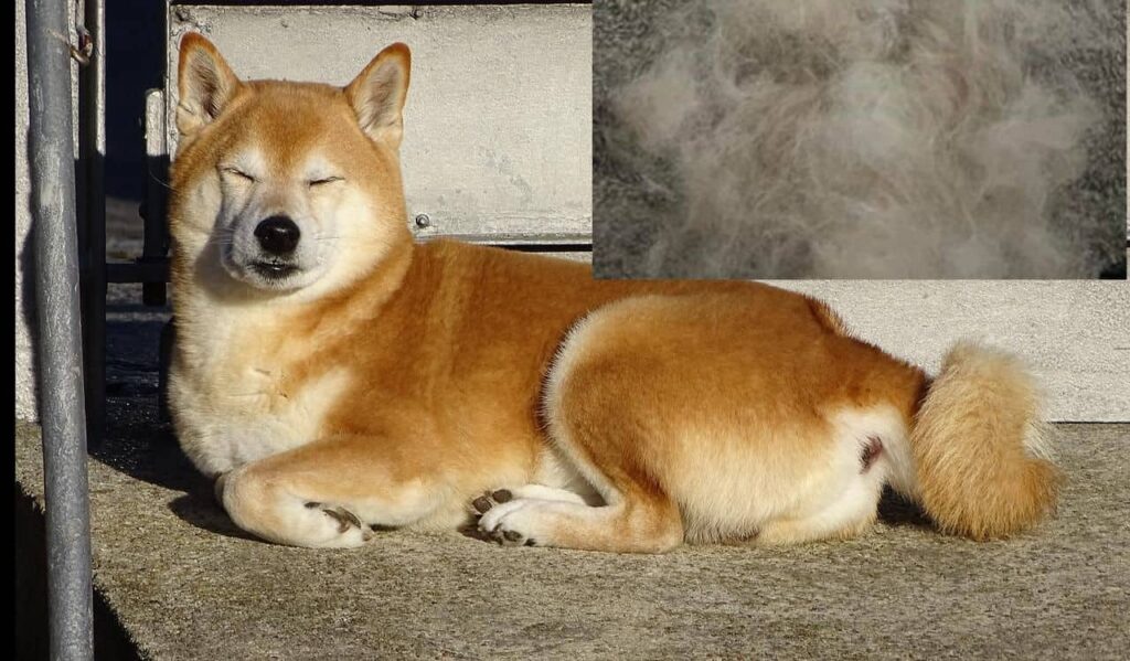 Are Shiba Inus The Worst Dogs Ever? Explained!