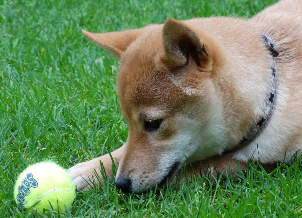 shiba-inu-feeding-chart-based-on-shibas-age-weight