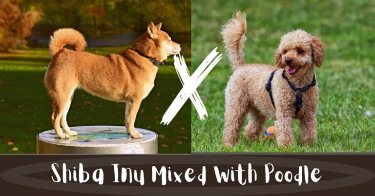 Shiba Inu Mixed with Poodle - Best Smart Shiba