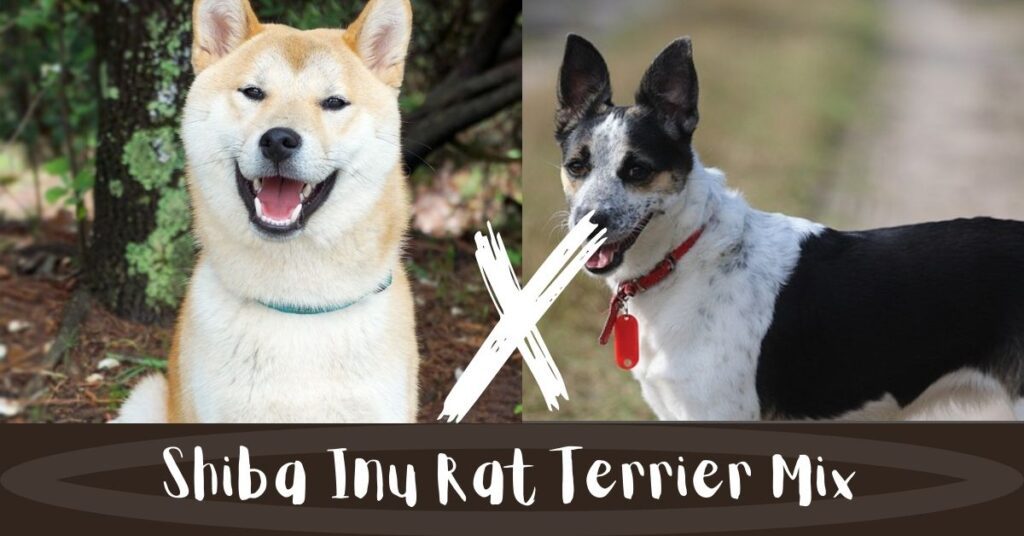 Shiba Inu Rat Terrier Mix Information Guide & Pics - Best Smart Shiba