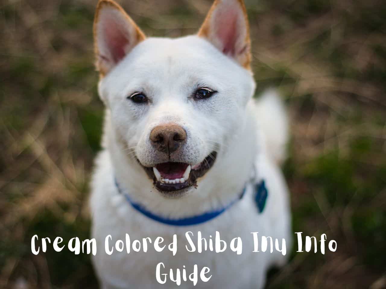 Cream Colored Shiba Inu