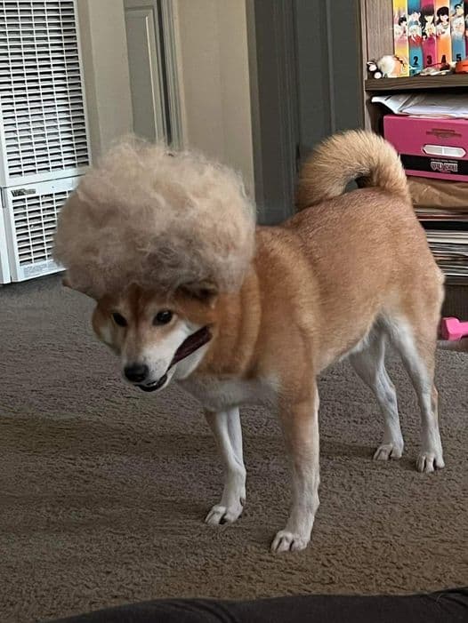 How To Manage Shiba Inu Shedding. Explained!