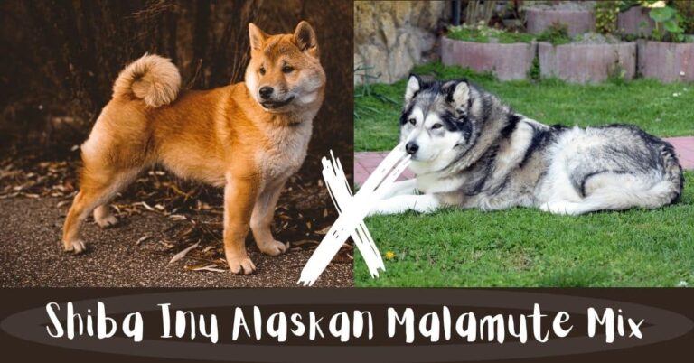 Shiba Inu Alaskan Malamute Mix Information Guide & Pics