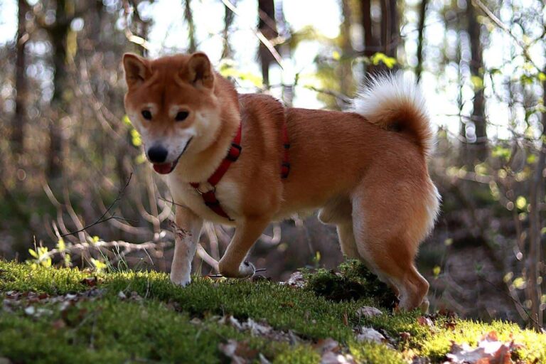 Curly Shiba Inu Tail Why Do Shiba Inus Have Curly Tails