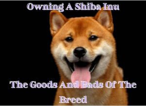 Owning A Shiba Inu