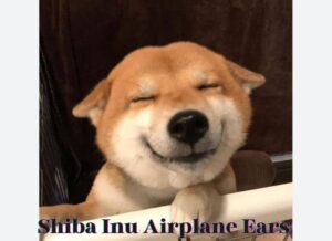 Shiba Inu Airplane Ears