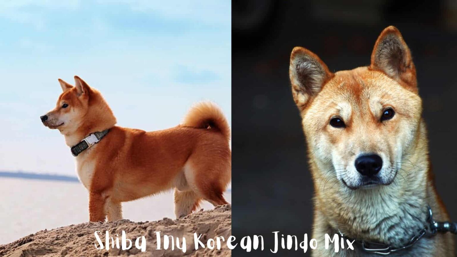 Shiba Inu Korean Jindo Mix Information Guide & Pics