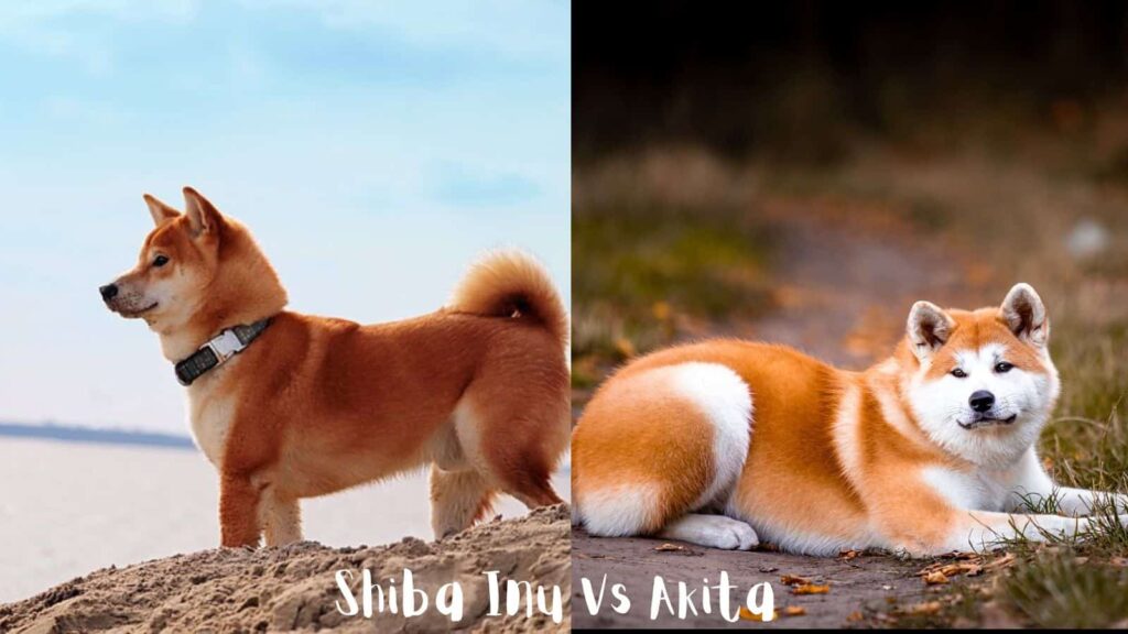 Shiba Inu Vs Akita Breed Similarities And Differences