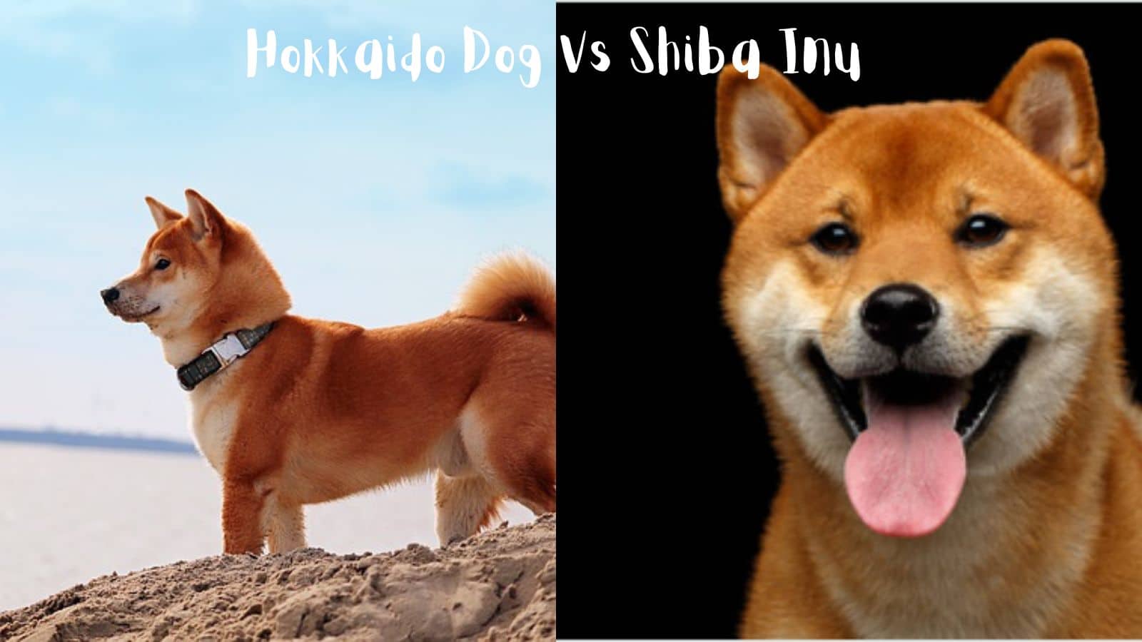 Shiba Inu Vs Hokkaido Dog