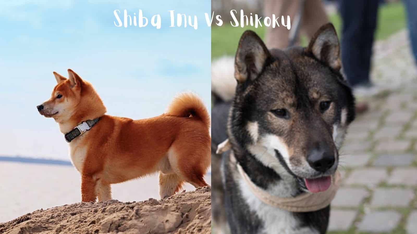 Shiba Inu Vs Shikoku dog