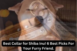 Best Collar for Shiba Inu