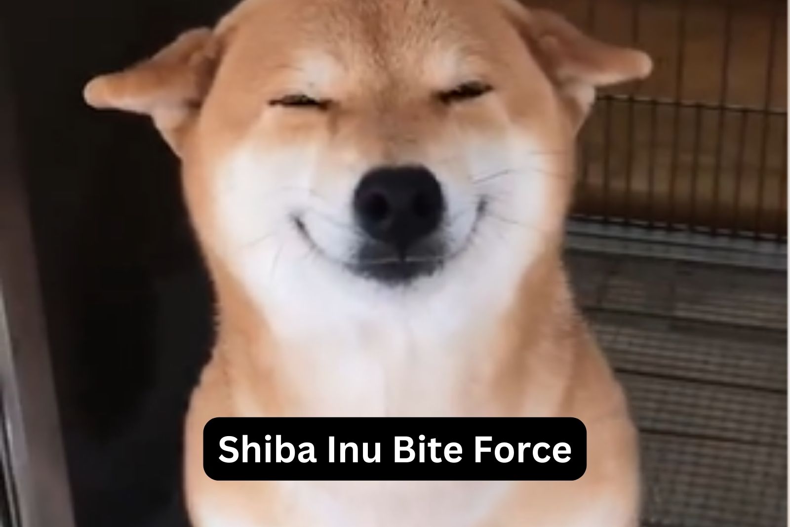 do shiba inus bite a lot