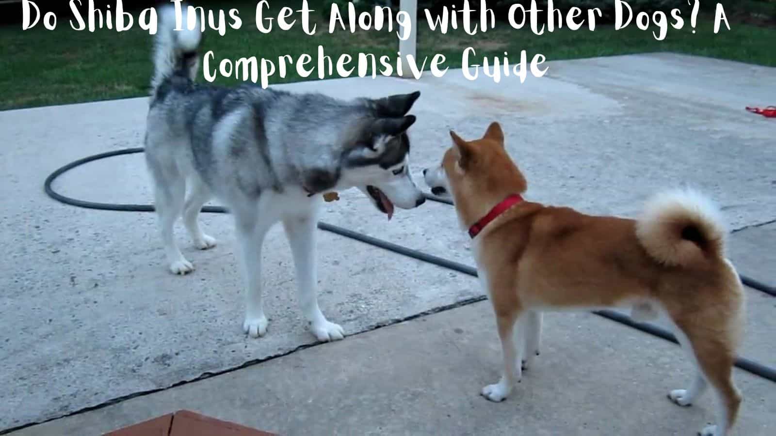 Do Shiba Inus Get Along with Other Dogs? A Comprehensive Guide