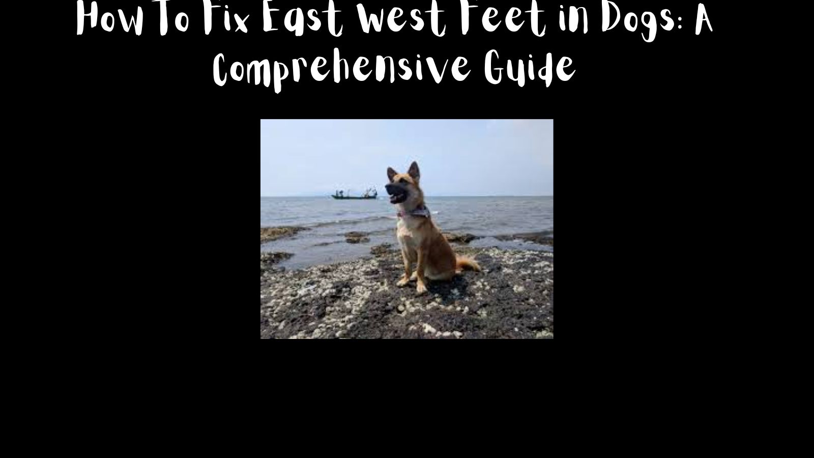 How To Fix East West Feet in Dogs: A Comprehensive Guide