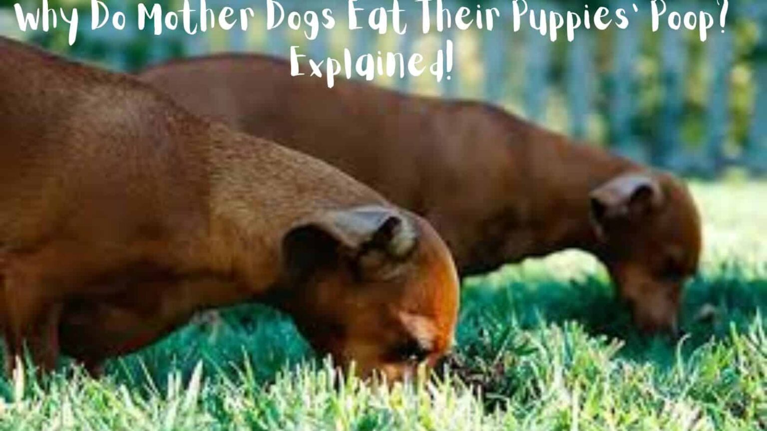 Why Do Mother Dogs Eat Their Puppies