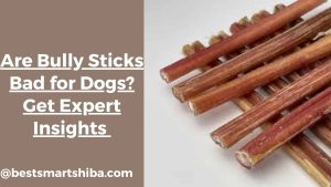 Are Bully Sticks Bad for Dogs